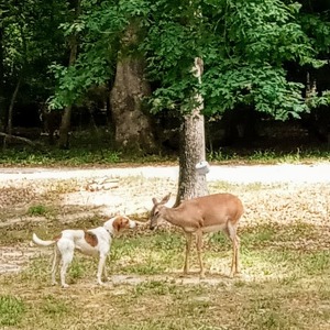 Fundraising Page: Janet Anderson